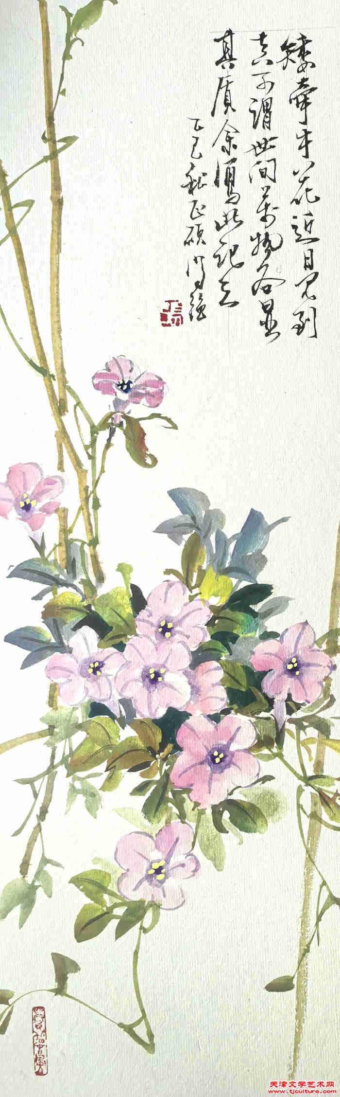 牵牛花