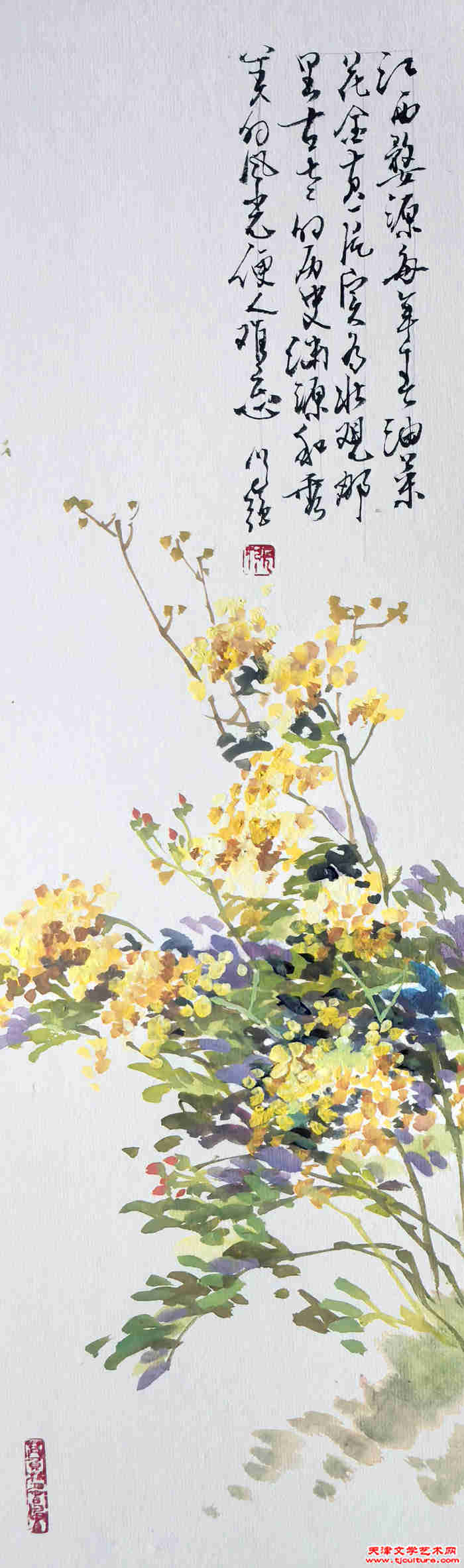 油菜花